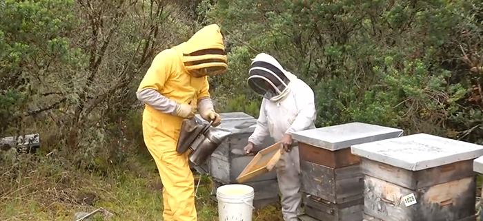 mirameve noticia nacional apicultura