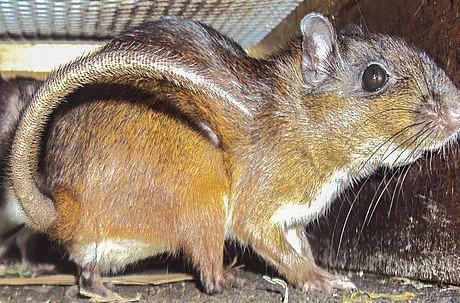 mirameve noticia raton campo